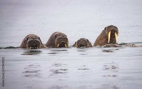 Five female walruses in Norway