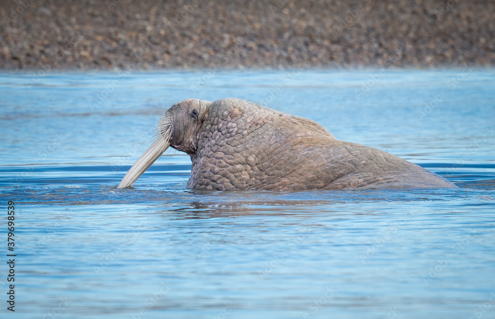 Obraz premium Huge male walrus heads to shore
