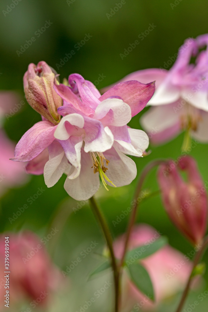 Pink aquilegia on a background of green leaves. Gardening. Beauty of nature.
