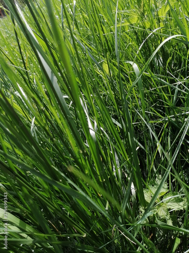 Fototapeta premium green grass background