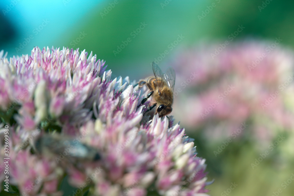 Macro of honey bee (Apis) feeding on pink (rose) flower Macro of honey bee (Apis) feeding on pink (rose) flower