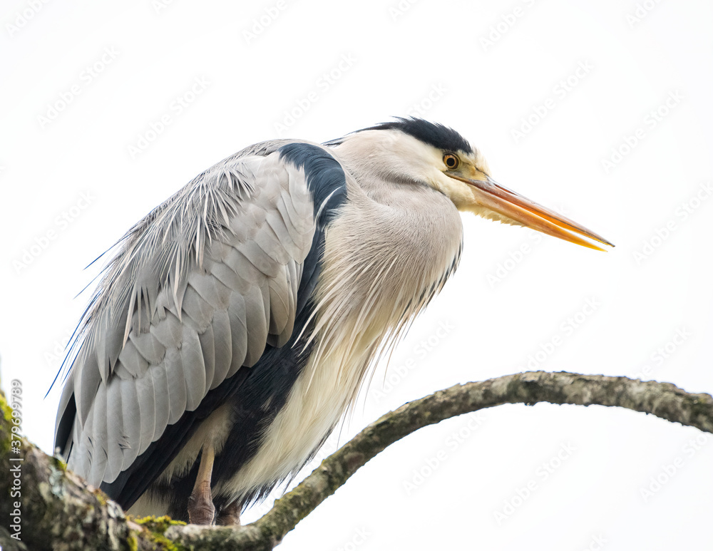 Obraz premium Grey Heron