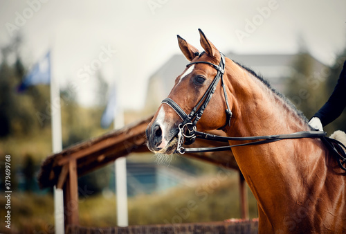 Fototapeta Naklejka Na Ścianę i Meble -  Portrait sports red stallion in the double bridle.