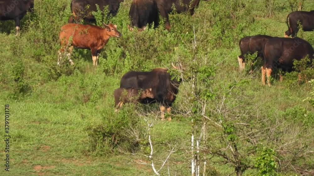 The gaur in the wild nature in Thailand
