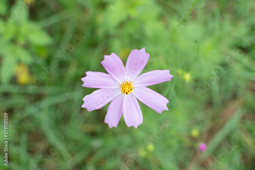 Wild jungle and flowers of Uttarakhand 