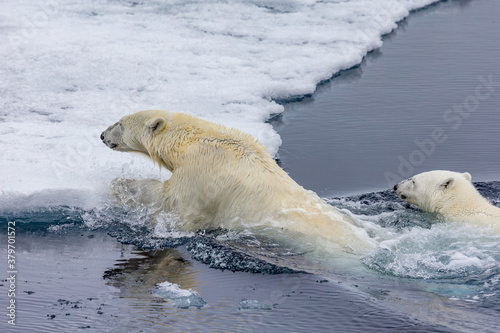 Fotografía Mother polar bear teaches cub to swim