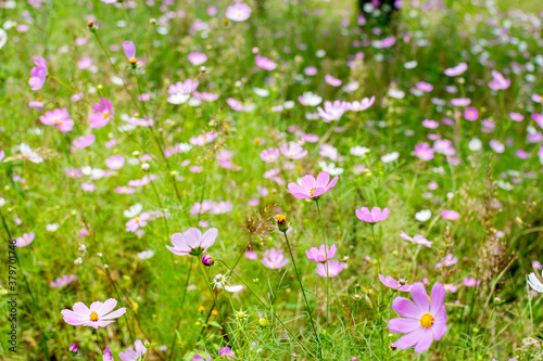 Wild jungle and flowers of Uttarakhand 