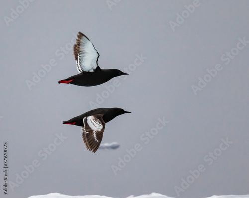 Pair of thick billed murre in the Arctic photo