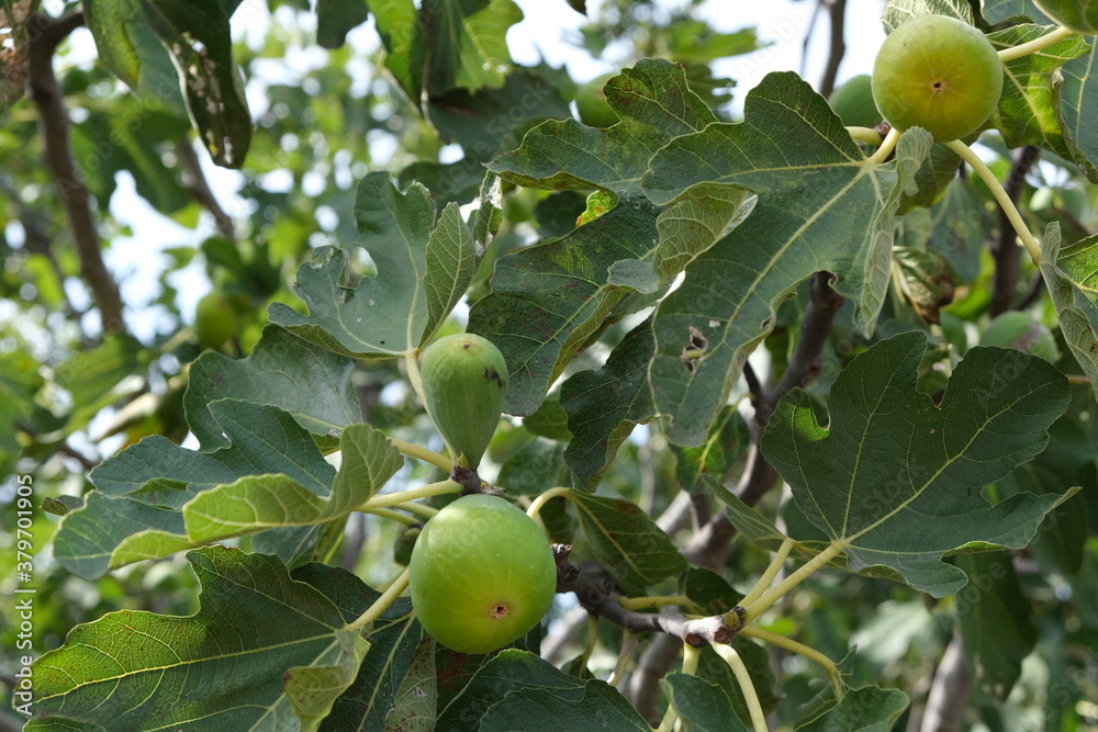 
Figs on a fig tree branch.
Green figs on the tree.