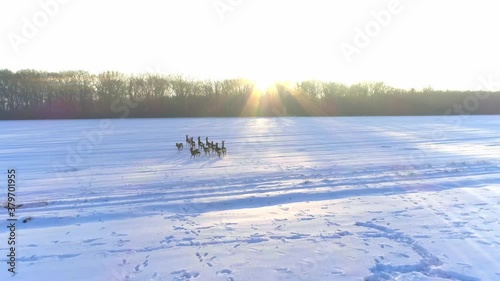Deer Running Winter Time on a Field Migrating Drone Aerial Shot