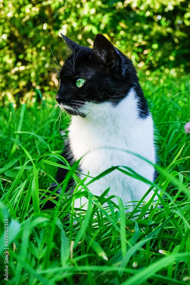 black and white domestic cat sitting in the tall green grass and looking away, summer day