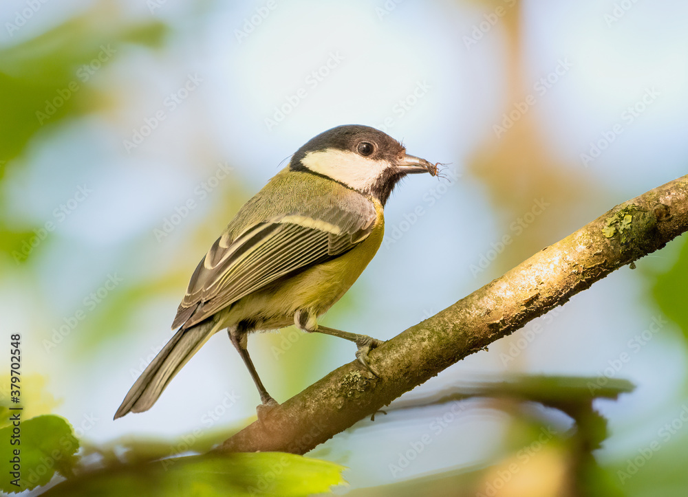Coal Tit / Cole Tit Coal Tit / Cole Tit