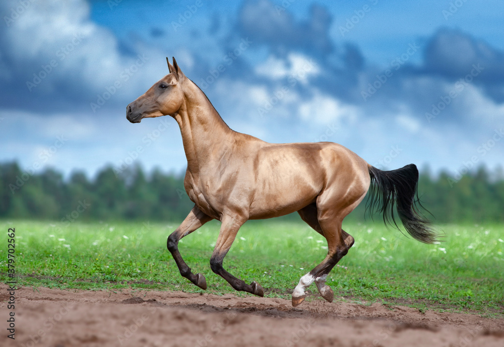 Obraz premium golden buckskin akhal-teke horse running in desert