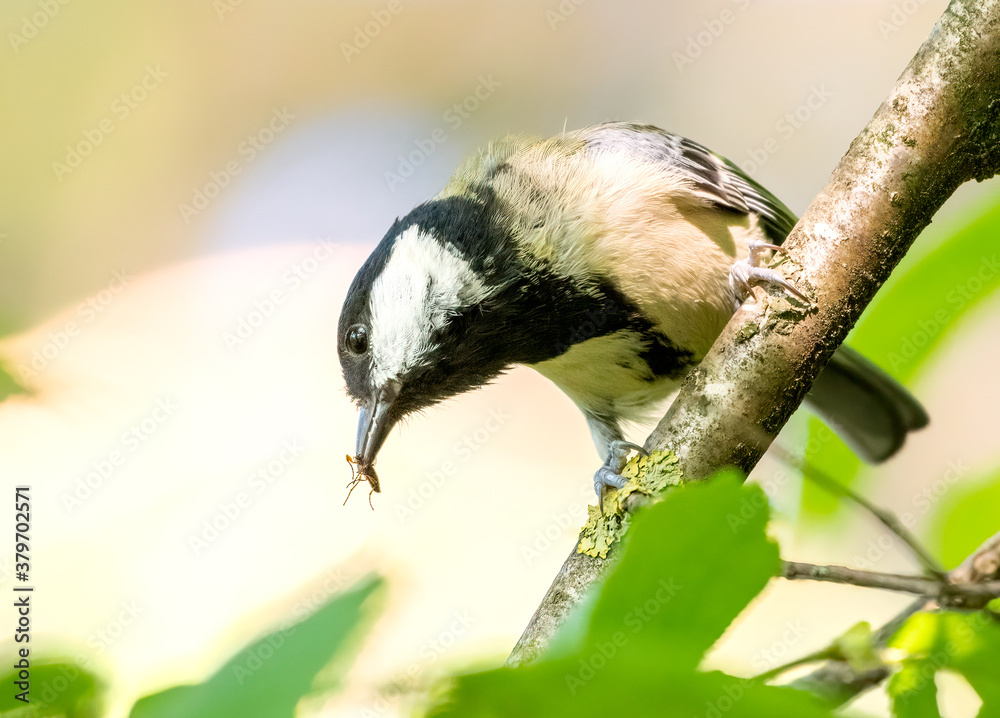 Obraz premium Coal Tit / Cole Tit