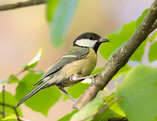 Coal Tit / Cole Tit