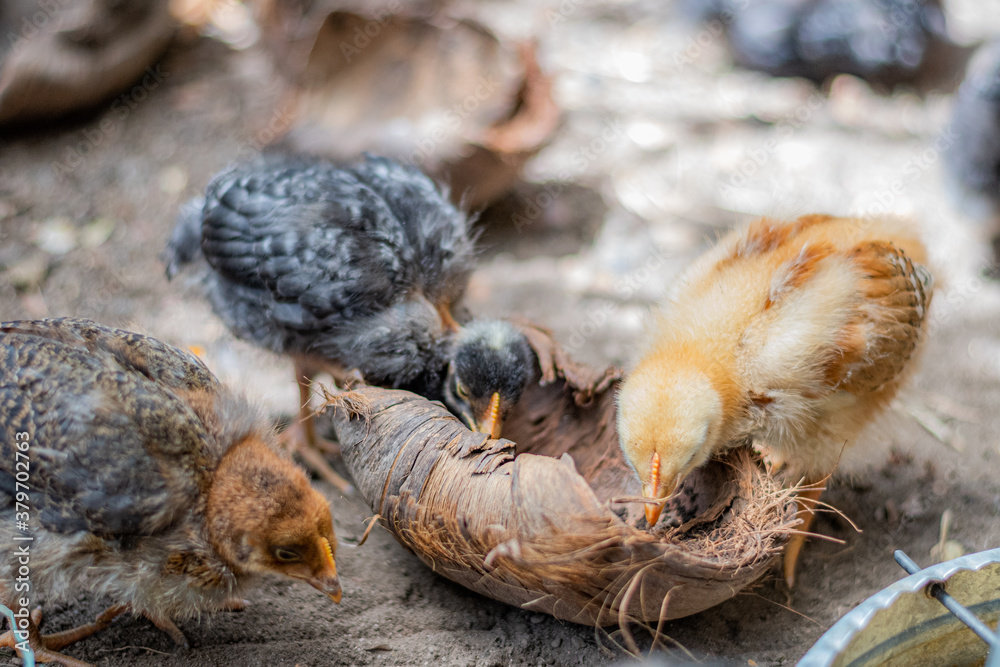 Field chickens growing up healthy on the farm