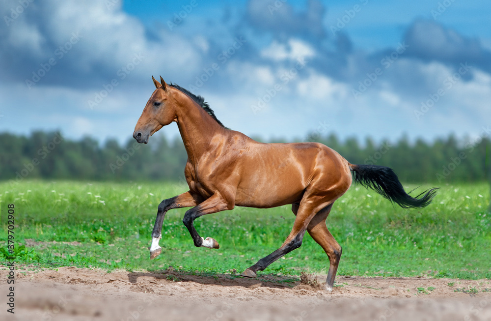 golden bay akhal-teke horse running in desert