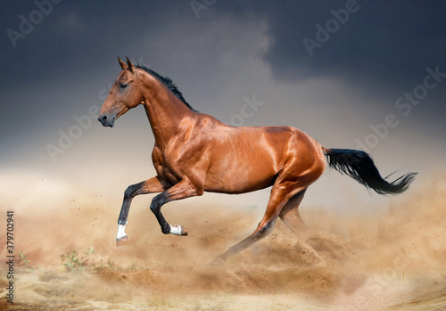 golden bay akhal-teke horse running in desert
