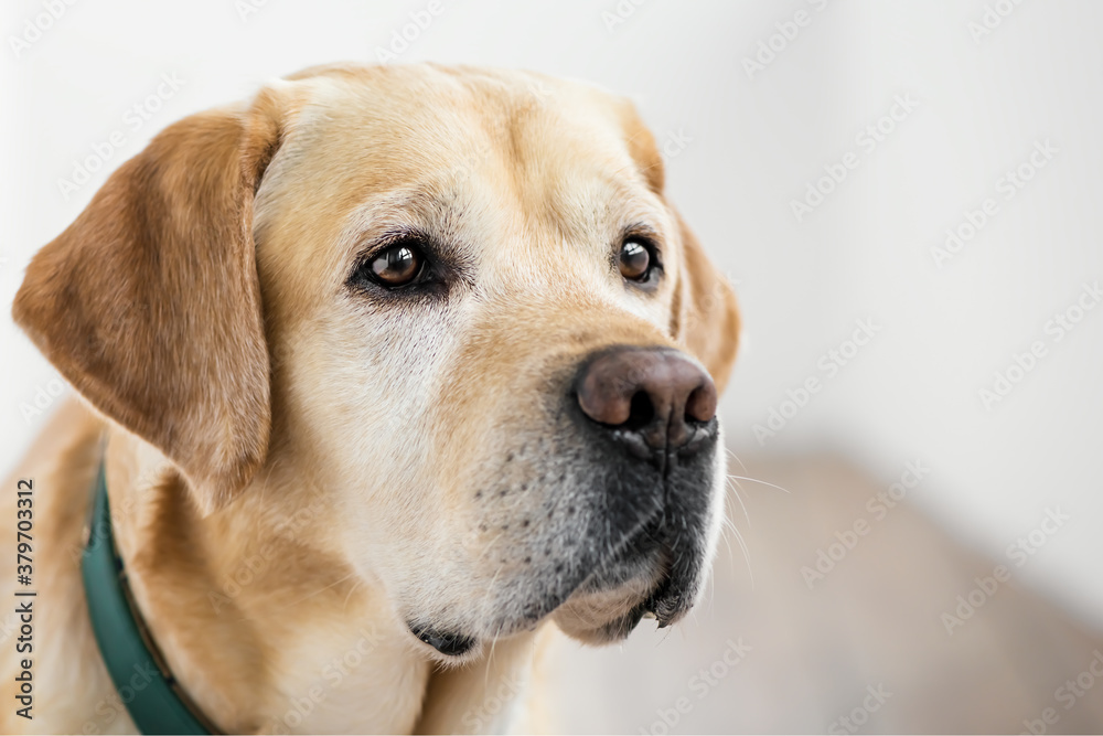 close up white adorable Labrador retriever looking serious close up white adorable Labrador retriever looking serious