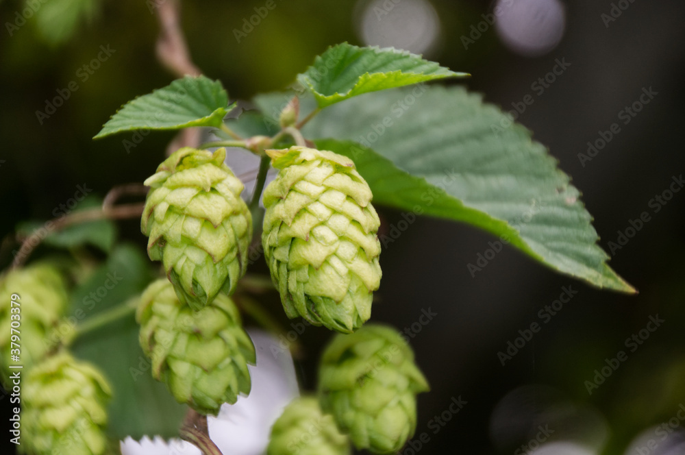 Close Up of Hops Plant Close Up of Hops Plant