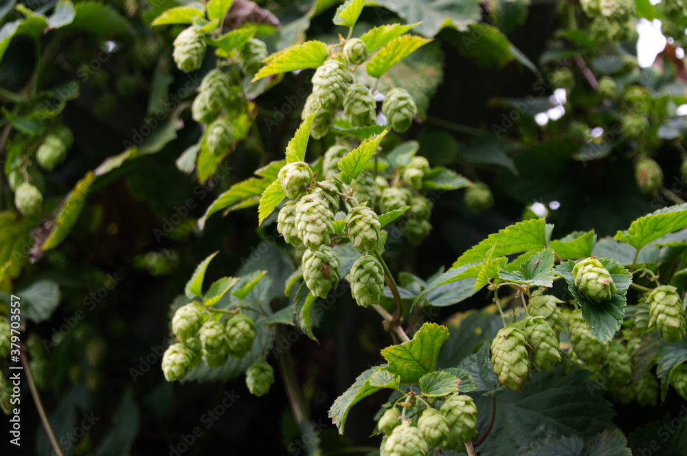 Hops Plant Hops Plant