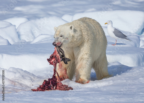 Polara bear drags partially eaten seal along the ice flow photo