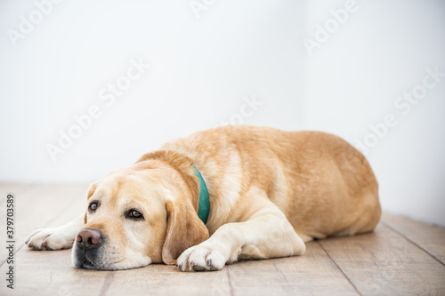 Cute purebred white Labrador retriever dog is lying on the floor