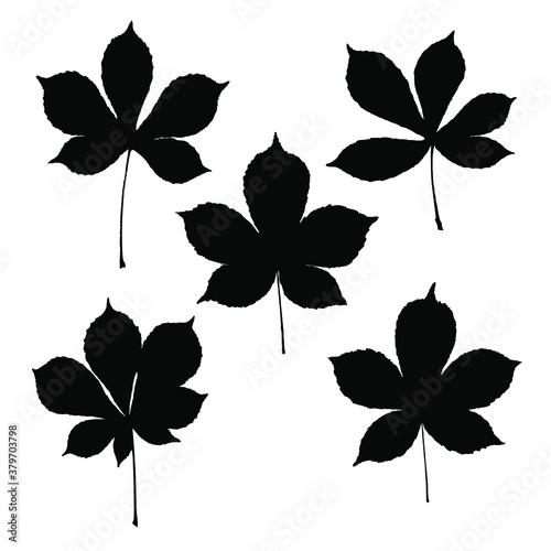 Set of imprints of natural leaves of the chestnut tree. Silhouettes of leaves for design, decor, decoration, print, pattern, print. Vector botanical illustration.