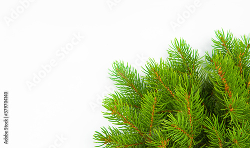Christmas decor fir branch on a white background.