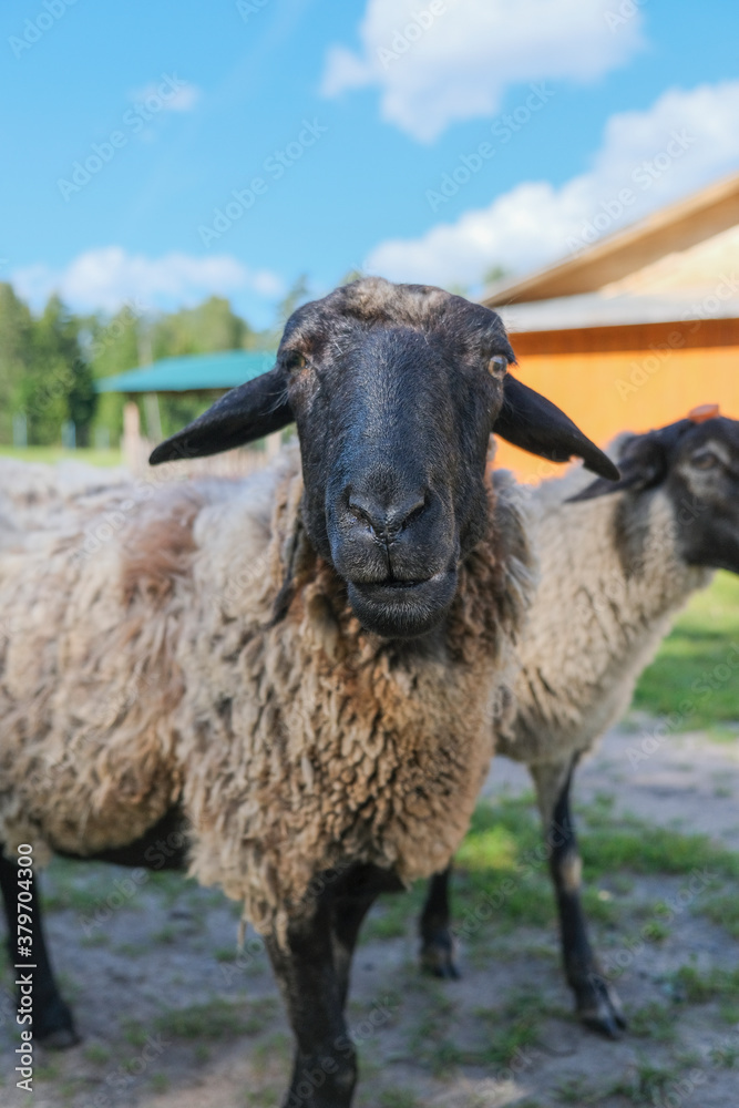 Obraz premium Sheep on farm