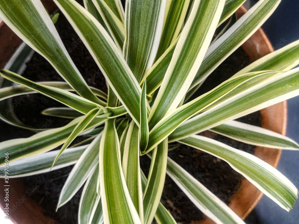 Fototapeta premium Naturaleza y flores