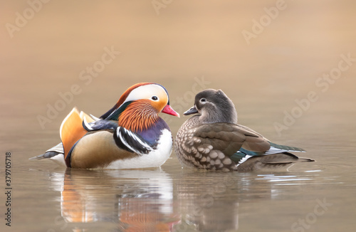 Mandarin Duck Couple