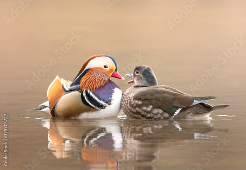 Mandarin Duck Couple