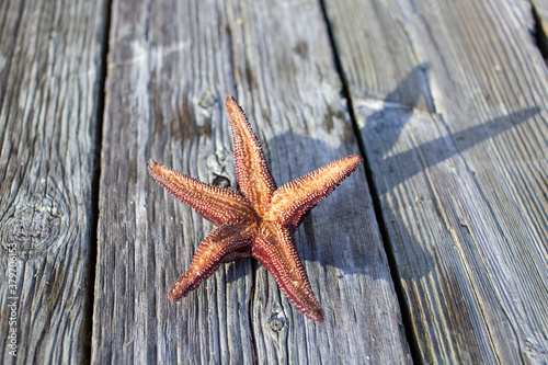 The underside of a Ochre Starfish  Purple sea star  found on a dock in British-Columbia s Sunshine Coast.