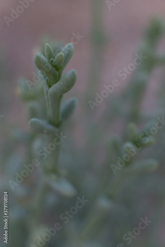 Close up of a plant. © Slava