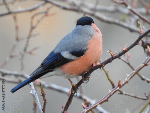 red cardinal on a branch