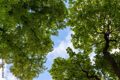 Obraz na plátně Green treetops against blue sky