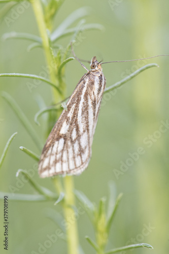 Loxostege clathralis small peculiar looking moth with colorful dark lines on light beige wings perched on Artemisia branch against a green unfocused background photo