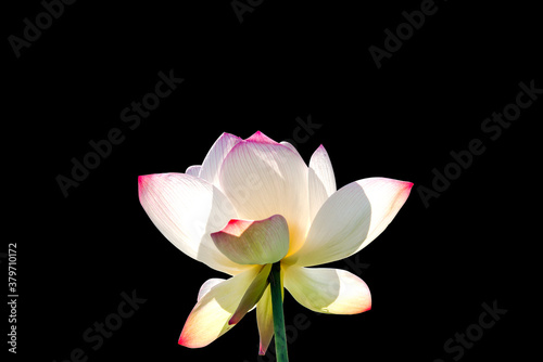 Beautiful bright pink lotus flower with stem or pink lotus petal isolated on black background , paths already.