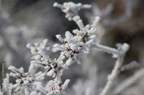 The morning frost on the bush.