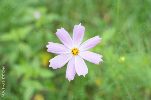 Cosmos flowers of Uttarakhand 