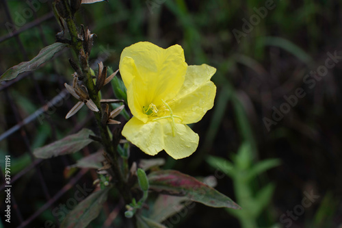 Cosmos flowers of Uttarakhand 