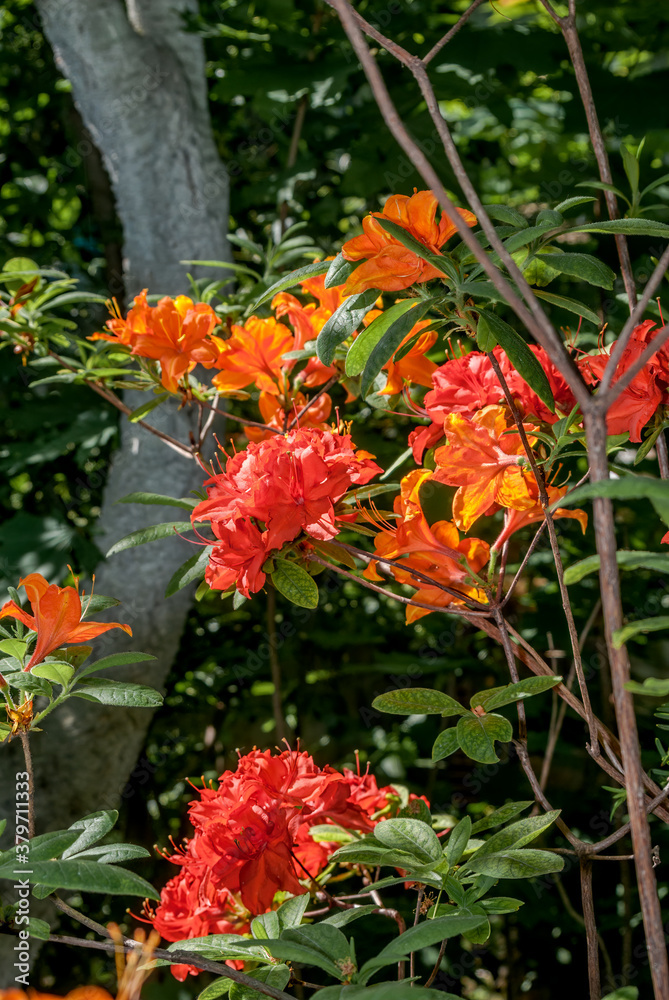 Mollis Azalea (Rhododendron x mollis) in park Mollis Azalea (Rhododendron x mollis) in park