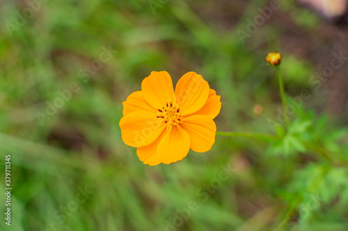 Cosmos flowers of Uttarakhand 