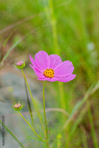 Cosmos flowers of Uttarakhand 