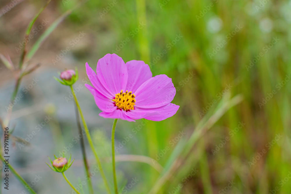 Cosmos flowers of Uttarakhand Cosmos flowers of Uttarakhand