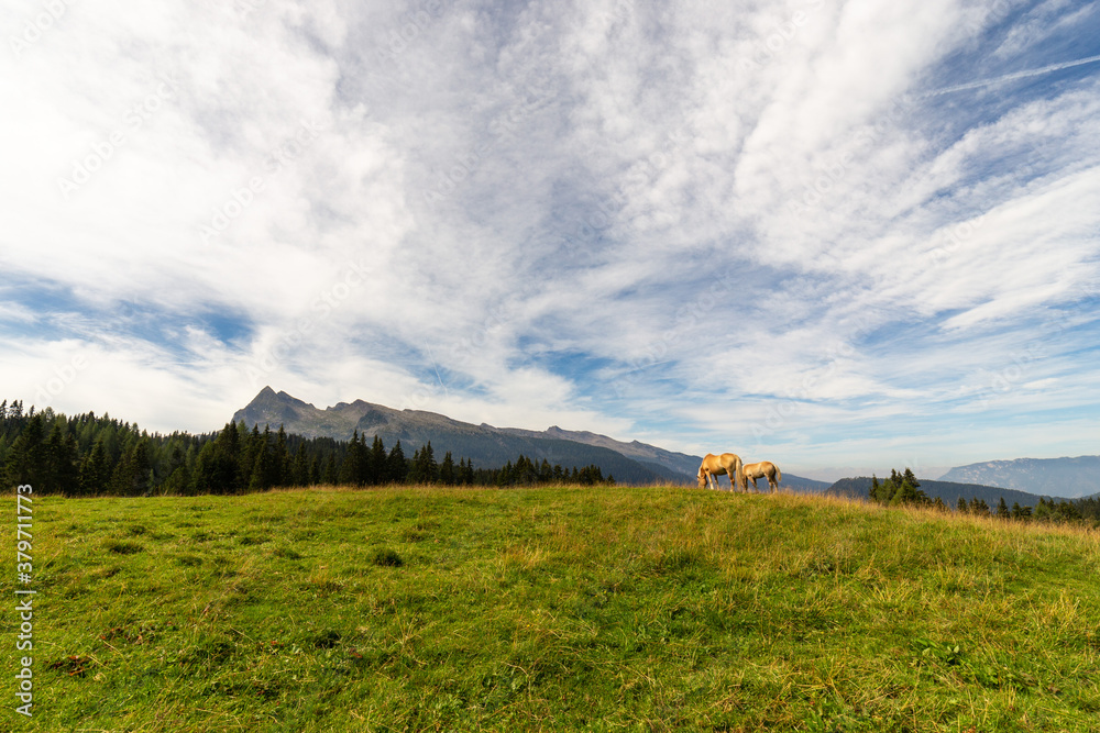 Cavalli al pascolo sul prato di montagna