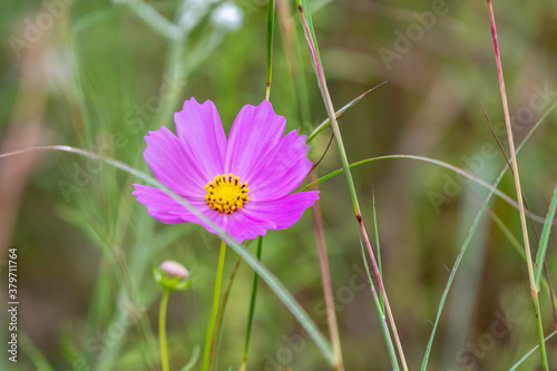 Cosmos flowers of Uttarakhand 