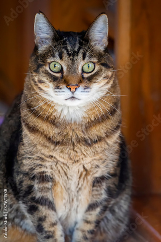 Image of beautiful large cat with green eyes sitting content staring at camera in diffused warm light with wood tones in background. Vertical