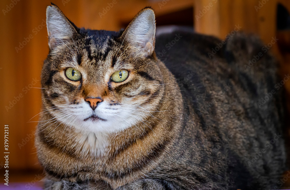 Image of beautiful large cat with green eyes sitting content staring at camera in diffused warm light with wood tones in background. Horizontal
